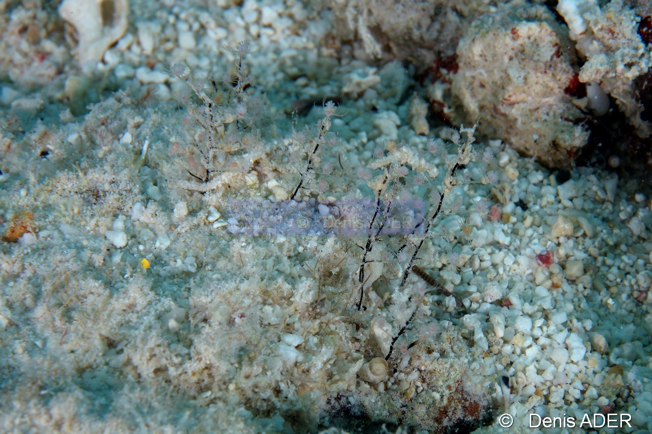 Halocordyle-disticha Hydraire arbre de noel-Bonaire Buddy reef-14m-20180223-Denis-ADER-DSC_7718_tn.jpg
